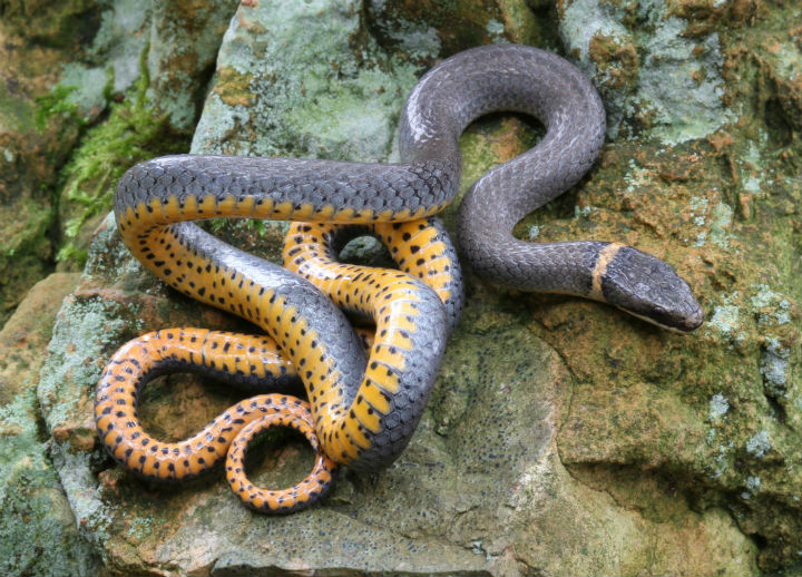 Ringneck Snake